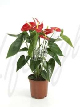 Антуриум (Anthurium andrianum red)