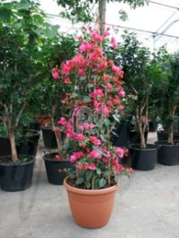 Бугенвиллия (Bougainvillea sanderiana pyramid)