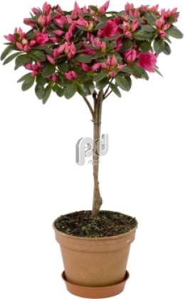 Азалия (Rhododendron Nazarena)