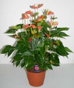 Антуриум (Anthurium Orange love)