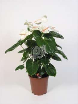 Антуриум (Anthurium andreanum Acropolis)