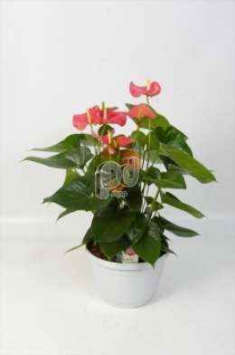 Антуриум (Anthurium andreanum Amis)