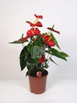 Антуриум (Anthurium andreanum Dakota)