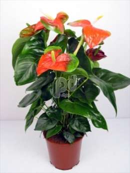 Антуриум (Anthurium andreanum Florida)