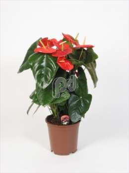 Антуриум (Anthurium andreanum Missisippi)