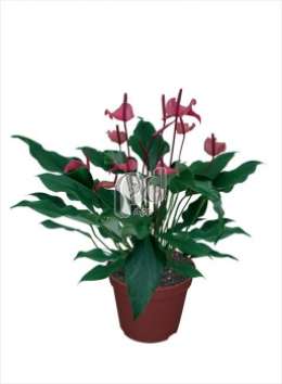 Антуриум (Anthurium andreanum Rima)