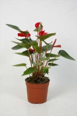 Антуриум (Anthurium andreanum Robino)