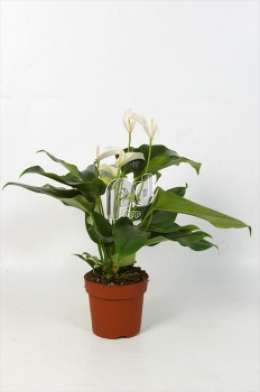 Антуриум (Anthurium andreanum Rotero)