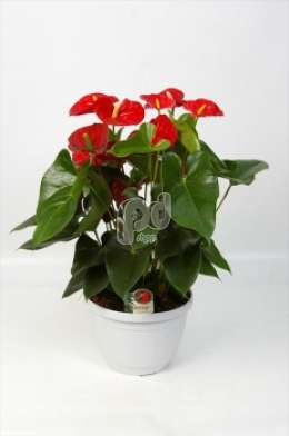 Антуриум (Anthurium andreanum Sierra)