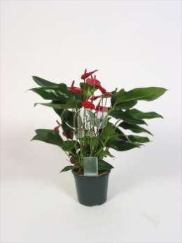 Антуриум (Anthurium andreanum Treveri)