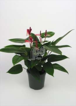 Антуриум (Anthurium andreanum Tricolore)