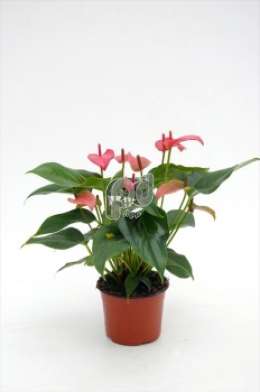 Антуриум (Anthurium andreanum Vitalis)