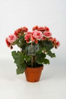 Бегония (Begonia Borias in stenen teeltpot)