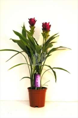 Куркума (Curcuma Siam Scarlet donker paars)