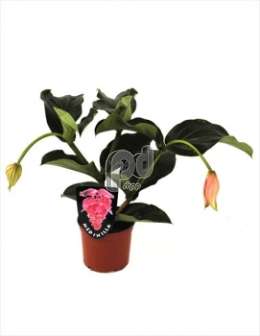 Мединилла прекрасная (Medinilla Magnifica)