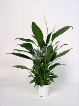 Спатифиллум (Spathiphyllum Chopin)