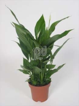 Спатифиллум (Spathiphyllum Cupido)