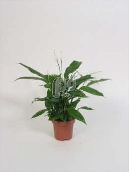 Спатифиллум (Spathiphyllum Korto)