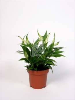 Спатифиллум (Spathiphyllum Tango)