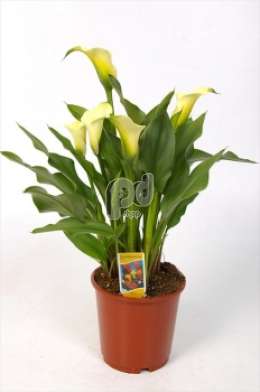 Зантедестия (Zantedeschia diverse kleuren)