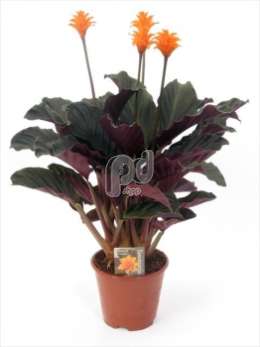 Калатея (Calathea crocata Tassmania)