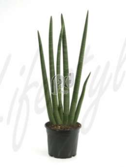 Сансевиерия (Sansevieria cilindro)