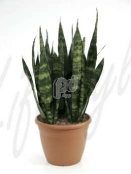 Сансевиерия (Sansevieria coral black)