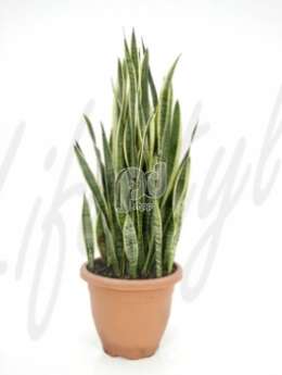 Сансевиерия (Sansevieria laurentii)