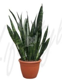 Сансевиерия (Sansevieria zeylanica)