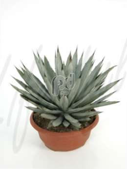 Агава (Agave macroacantha Greengrey) 