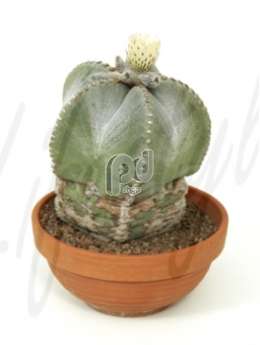 Астрофитум (Astrophytum microstigma)