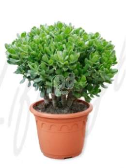 Толстянка (Crassula ovata)