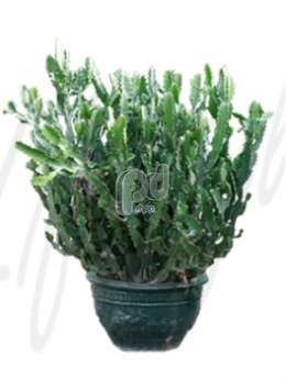 Молочай (Euphorbia trigona)