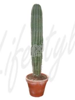 Pachycereus pringlei