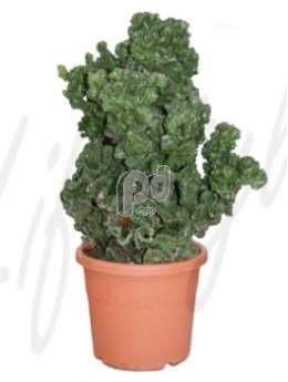 Молочай (Euphorbia lactea)