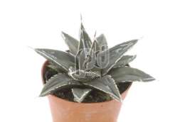 Агава (Agave filifera)