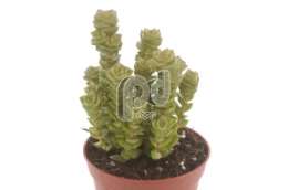 Толстянка (Crassula erecta Mauschentreppe)