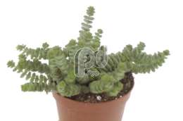 Толстянка (Crassula Hottentot)