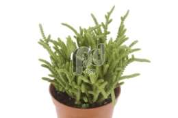 Толстянка (Crassula muscosa)