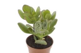 Толстянка (Crassula portulacea)