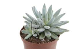 Эхеверия (Echeveria aff blauw)