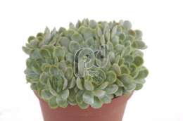 Эхеверия (Echeveria amoena De Smet)