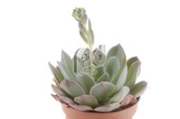 Эхеверия (Echeveria Blue Prince)