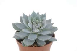 Эхеверия (Echeveria Blue Star)