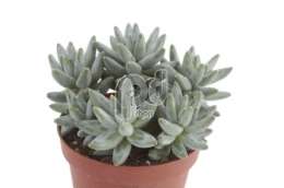 Эхеверия (Echeveria compactum)