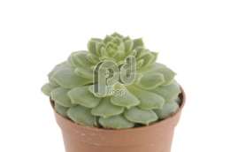 Эхеверия (Echeveria deroose)