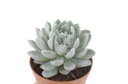 Эхеверия (Echeveria elegans Topsy Turvy)