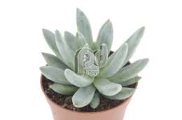 Эхеверия (Echeveria hookerii)