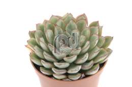 Эхеверия (Echeveria nodulosa)