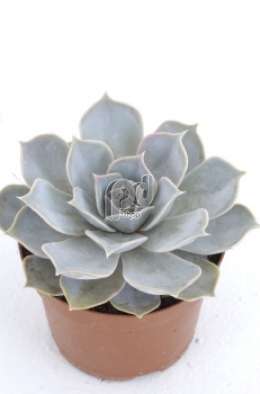 Эхеверия (Echeveria riniony)